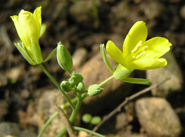 Schmalblättriger Doppelsame, Diplotaxis tenuifolia